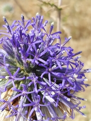 Echinops adenocaulos