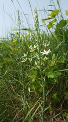 Ornithogalum pyramidale
