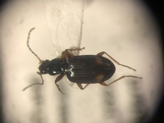 Bembidion scopulinum