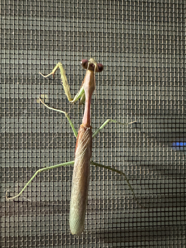 Arizona Mantis