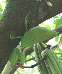 Antemna rapax