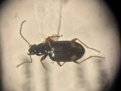 Bembidion scopulinum