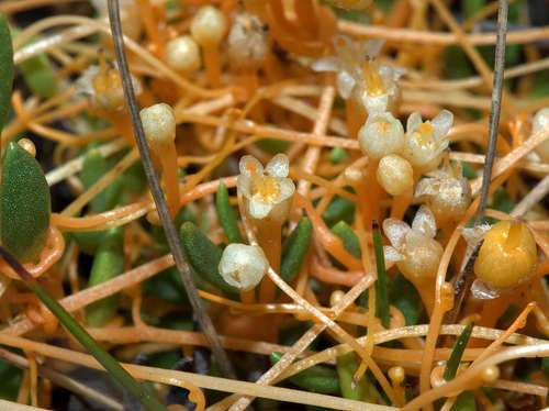 Image of Cuscuta tasmanica by (c) Lorraine Phelan, some rights reserved (CC BY)