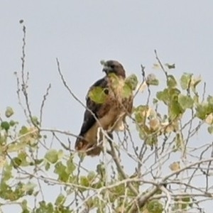 Red-tailed Hawk