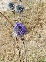 Echinops adenocaulos