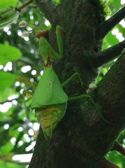 Antemna rapax