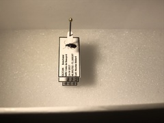 Bembidion scopulinum