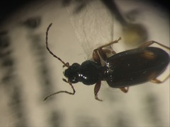 Bembidion scopulinum