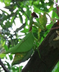 Antemna rapax