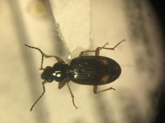 Bembidion scopulinum