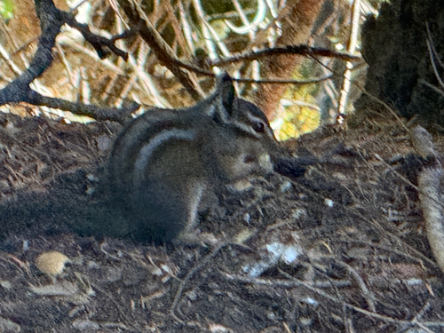 Siskiyou Chipmunk observed by asemerdj