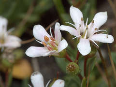 Samolus repens repens