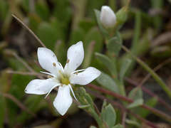 Samolus repens repens