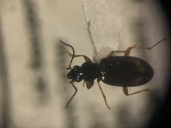 Bembidion scopulinum