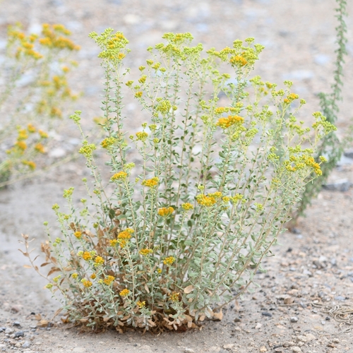alkali goldenbush