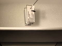 Bembidion scopulinum