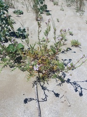 Cakile maritima