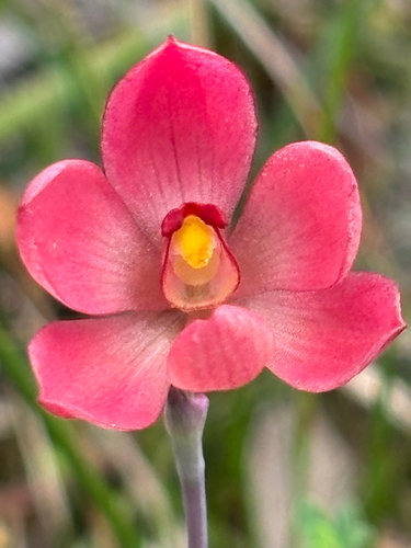 Thelymitra × macmillanii