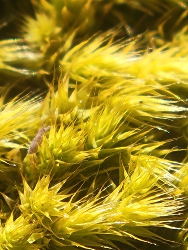 Breutelia affinis observed 2026-09-29