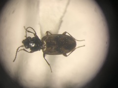 Bembidion versicolor