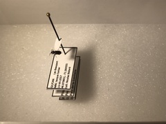 Bembidion versicolor