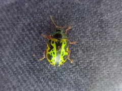 Calligrapha fulvipes