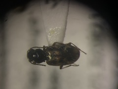 Bembidion versicolor