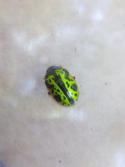 Calligrapha fulvipes