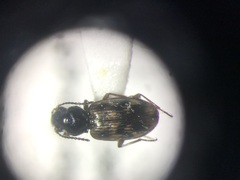 Bembidion versicolor