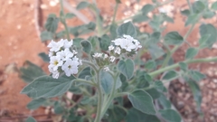 Heliotropium