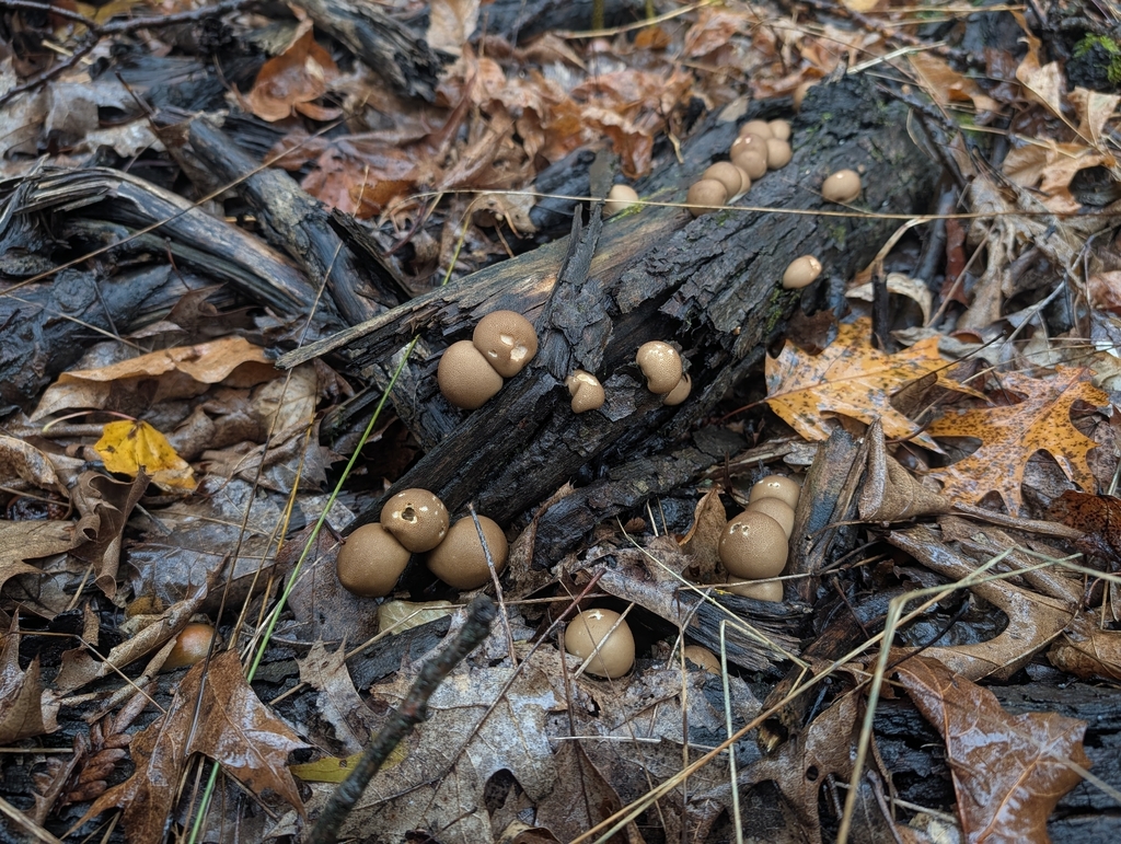 Pear-shaped Puffball · September 2026 · photo: Photo: no rights reserved · iNaturalist