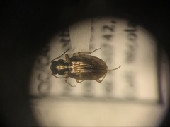 Bembidion versutum