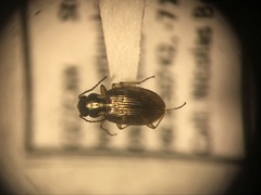 Bembidion versutum