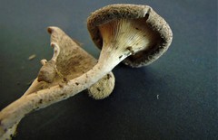 Lentinus squarrosulus