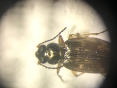 Bembidion versutum