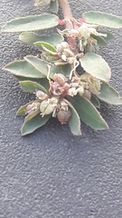 Euphorbia maculata