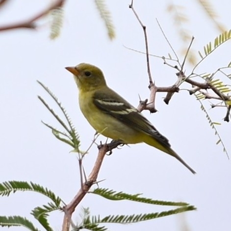 Western Tanager