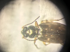Bembidion versutum
