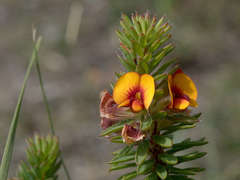 Pultenaea humilis