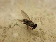 Medeterinae