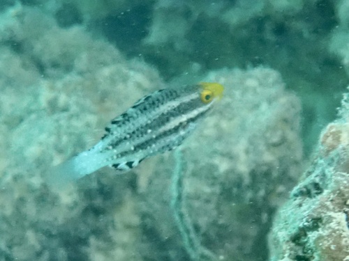 Scarus altipinnis observed 2026-09-29