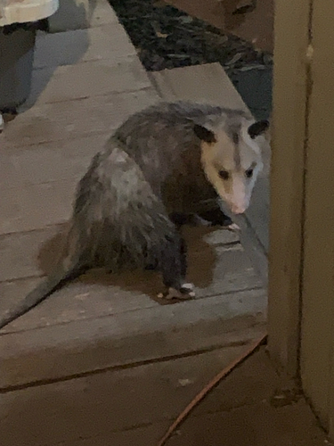 Virginia Opossum