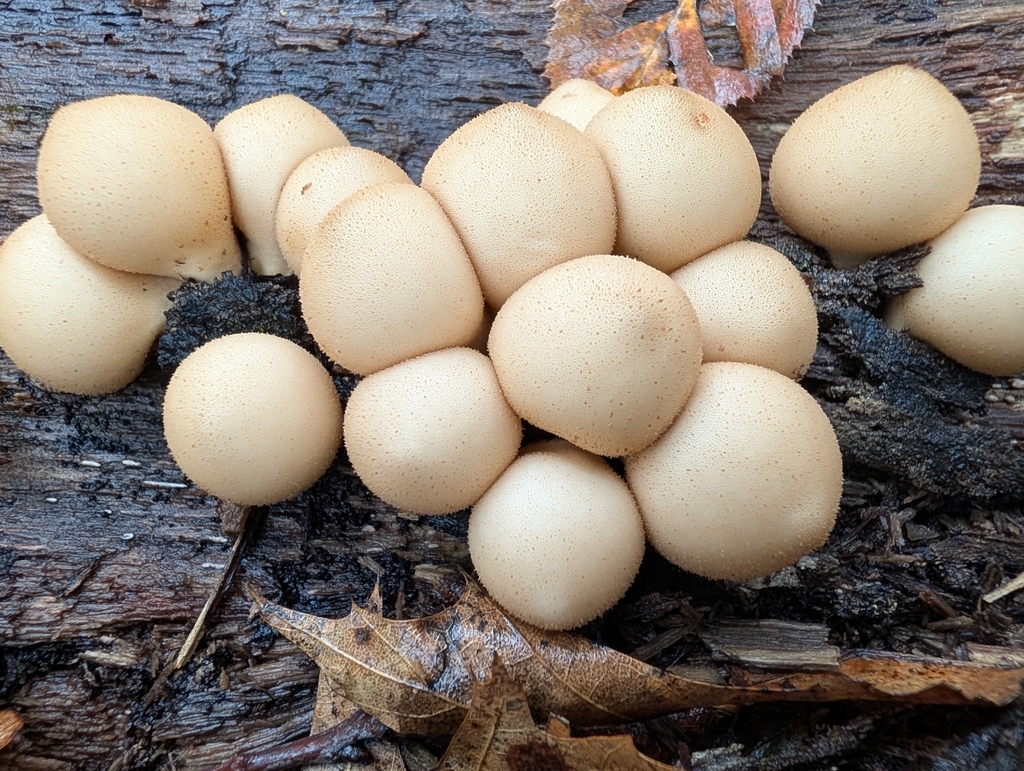 Pear-shaped Puffball · September 2026 · photo: Photo: no rights reserved · iNaturalist