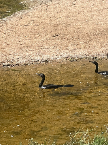 Little Black Cormorant