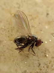 Medeterinae