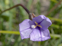 Patersonia occidentalis occidentalis