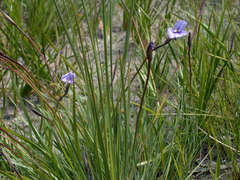Patersonia occidentalis occidentalis