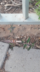 Euphorbia hypericifolia