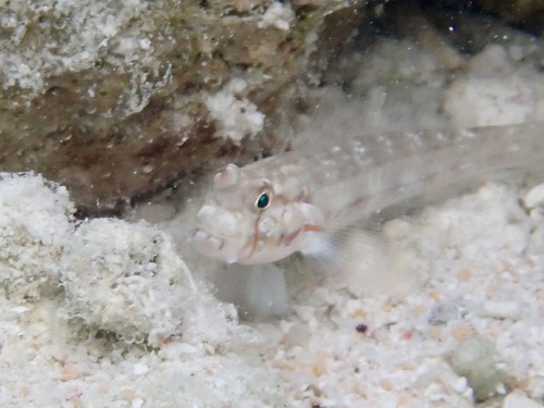 Gnatholepis cauerensis observed 2026-09-29