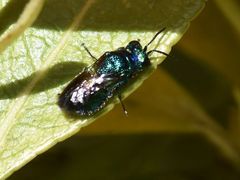 Pseudomalus violaceus